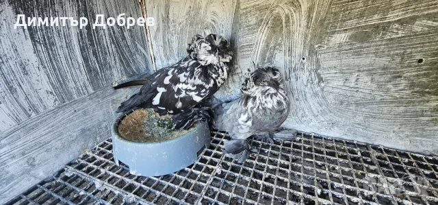 Свободни двойки бухари 
