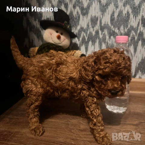 Той пудел, момче с две ваксини!, снимка 2 - Пудели - 52828435