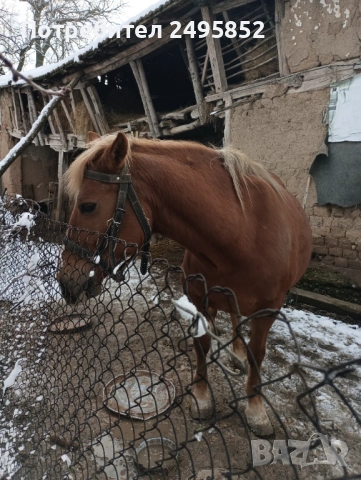 продавам кобила добра и кротка, снимка 3 - Коне - 53580624