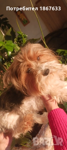 Йоркширски териер, снимка 2 - Йоркширски териер - 53147355