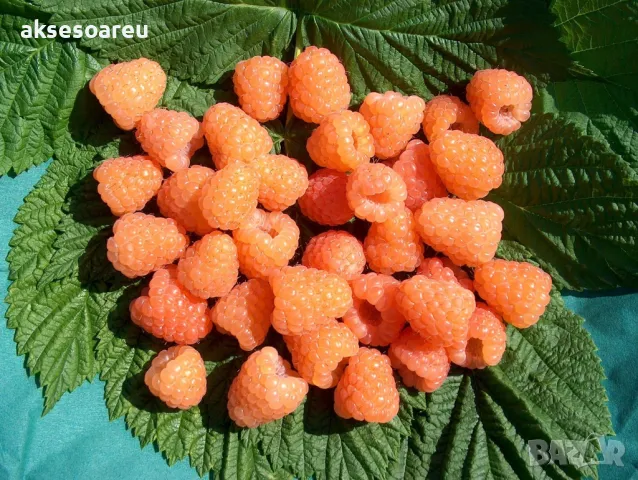 20 Семена от Британска Есенна Златна Малина Златни витаминозни Сладки Малини от Колумбия плодове, снимка 16 - Сортови семена и луковици - 50220808