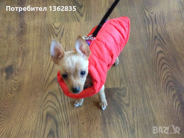 НОВ топъл червен зимен елек / елече / грейка за куче от Италия S, M и L размер, снимка 4 - За кучета - 51929069