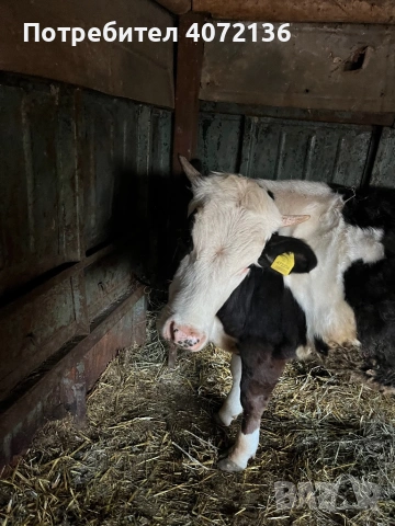 Юници, снимка 4 - Крави - 53863187