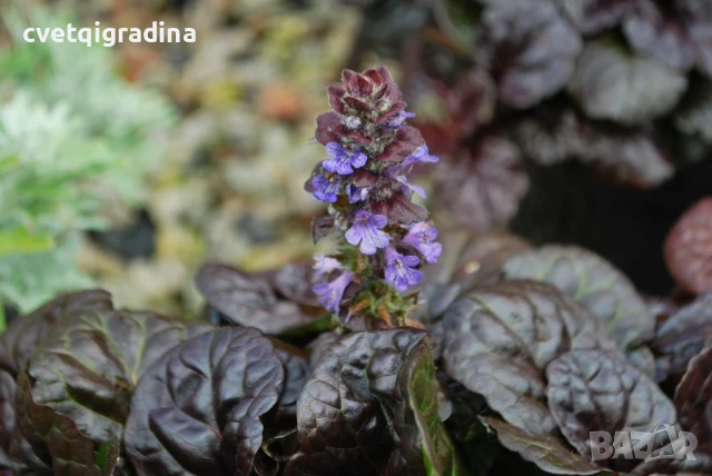 Ajuga Braunherz (Аюга), снимка 3 - Градински цветя и растения - 51089284