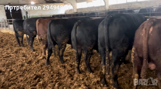 Месодайни телета, снимка 2 - Крави - 52556899