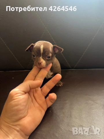 Мини шоколадово момче 