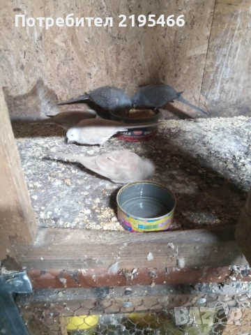 Папагали , снимка 4 - Папагали - 51881978