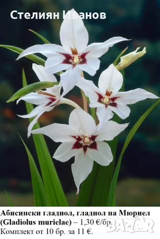 ГЛАДИОЛИ - РАЗЛИЧНИ СОРТОВЕ (ГРУДКИ)