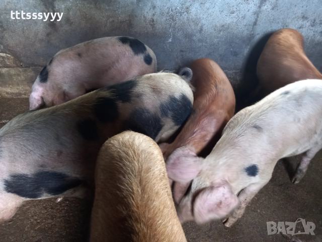 Продавам прасета .малки 150-200. Големи 600- 1100лв, снимка 4 - Прасета - 52770404