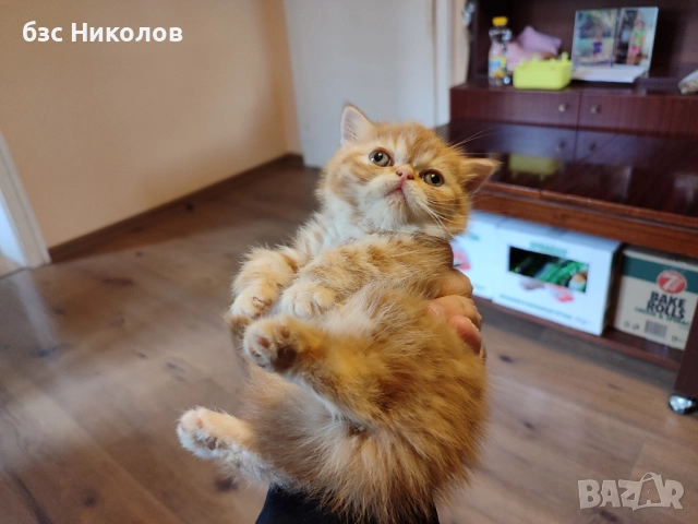 Женски екзотични персийски котки на 4,5 години 2,5 години и на 4 месеца., снимка 9 - Персийска - 51485263