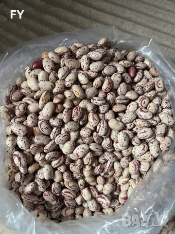 Родопски Шарен Боб !, снимка 4 - Домашни продукти - 49485660