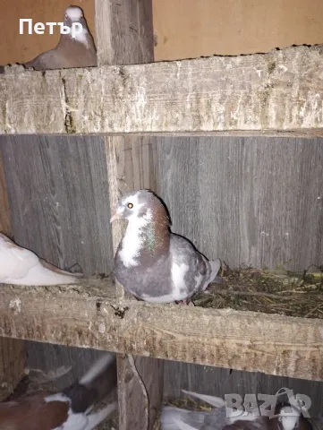 Гълаби, снимка 3 - Гълъби - 50287999