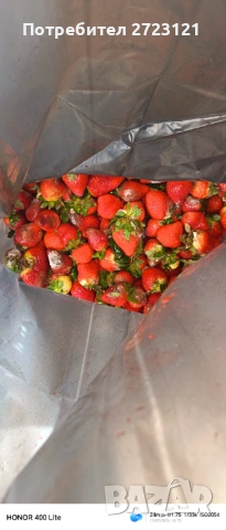 Ягоди за ракия