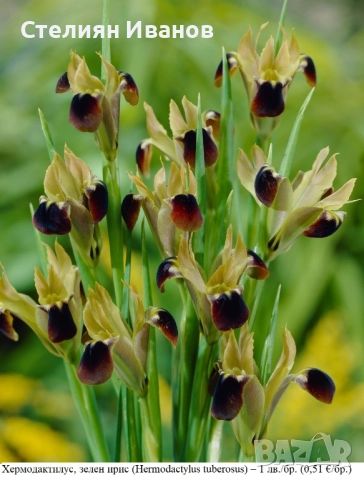 Хермодактилус, зелен ирис (Hermodactylus tuberosus) – грудки