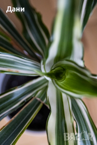 🌿 Драцена Lemon Lime – жизнена и лесна за отглеждане у дома 🌿 Готова за подарък, снимка 11 - Стайни растения - 52061005