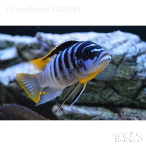 Рибки Африкански цихлиди , снимка 2 - Рибки - 53237604