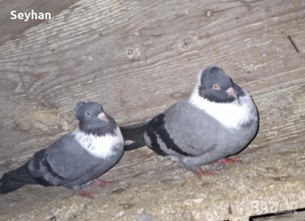 Чирпански гълъби