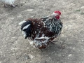 Петел орпингтон , снимка 3