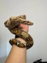 Боа Удушвач / Boa Constrictor , снимка 3