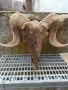 Продавам рога от елен и Коч, снимка 12