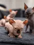 Котенце Сфинкс Елф, снимка 1