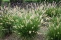 Пенисетум Малкото зайче, Pennisetum alopecuroides Little Bunny , снимка 2