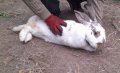 Домашни свободни зайци, снимка 5