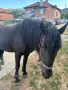 Продавам кобила с малко конче, снимка 4
