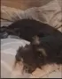 Миниатюрен шнауцер микс, снимка 1