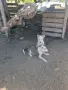 Западно сибирска Лайка, снимка 2
