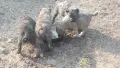 Свободни кангали Чапар., снимка 5