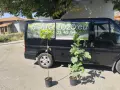 Смокиня  / Разсад Студоустойчиви - Налични 8 сорта, снимка 10