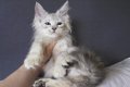 Мейн Куун котки, снимка 1