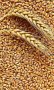пшеница, ечемик, овес, царевица, снимка 1 - Селскостопанска техника - 40853806