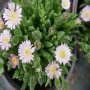 Продавам цветя Делосперма - разсад, за ранно пролетно засаждане, снимка 3