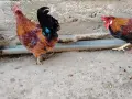 Японски петлета, снимка 8