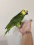 Ръчно хранена Синьочела Амазона, снимка 2