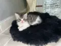 персийски екзотична , снимка 2