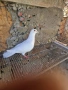 Продавам      млад  бял пощенски, снимка 1