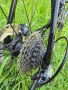 Шосеен велосипед TREK Emonda SL6 (като нов), снимка 8