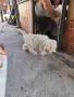 Лагото романьоло, снимка 7