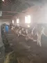 Стадо крави симентал , снимка 4