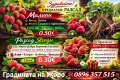  Расад малини и ягоди? *, снимка 1