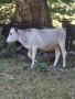 крави юници телета, снимка 4