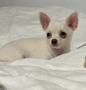 Мини Чихуахуа Момиченце , снимка 2