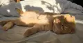 Клепоухи шотландски котета , снимка 7