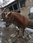 продавам кобила добра и кротка, снимка 3
