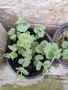 Продавам седум сиеболди , снимка 1