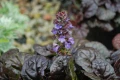 Ajuga Braunherz (Аюга), снимка 3