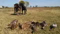 Курцхаари на две години , снимка 5